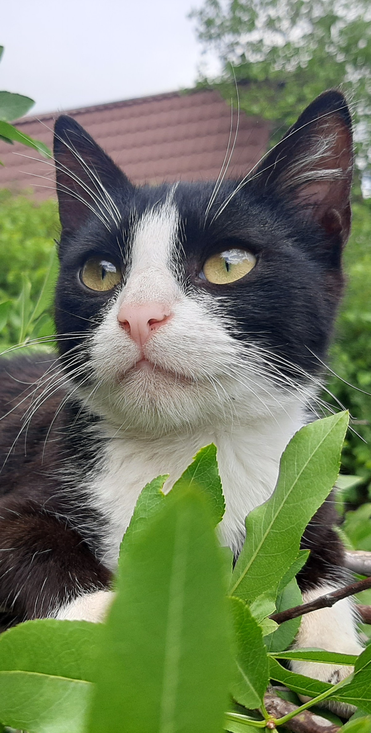 Alex